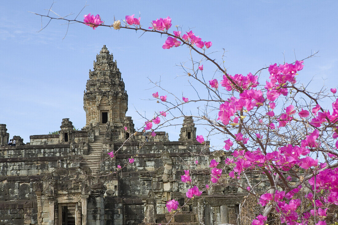 Blooming bush in front of the Bakong Temple of the Roluos Group, Siem Reap Province, Cambodia, Asia