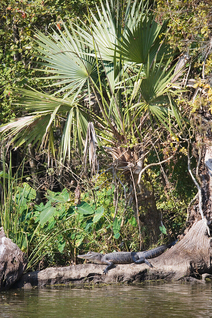 Alligator auf einem Baumstumpf unter einer Palmetto, Attakapas Landing am Lake Verret, bei Pierre Part, Louisiana, Vereinigte Staaten, USA