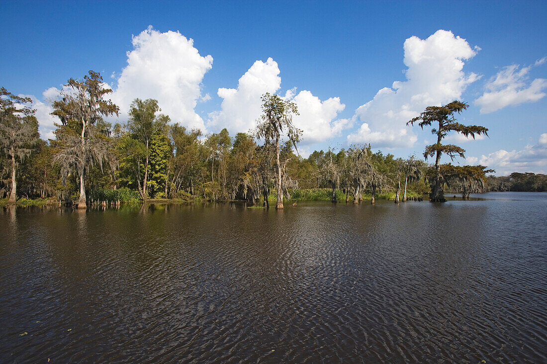 Old cedar trees with spanish moss on the edge of a bayou, Attakapas Landing on Lake Verret, near Pierre Part, Louisiana, USA