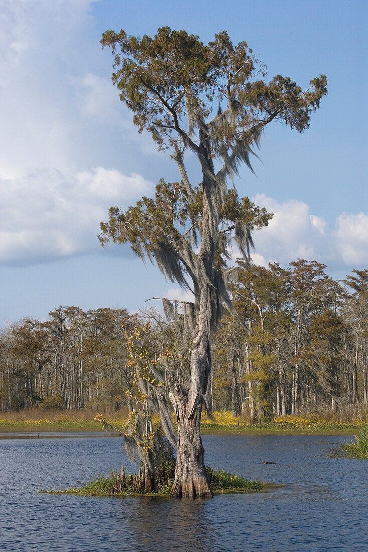 Alte Zedern mit Spanischem Moos am Ufer eines Bayou, Attakapas Landing am Lake Verret, bei Pierre Part, Louisiana, Vereinigte Staaten, USA