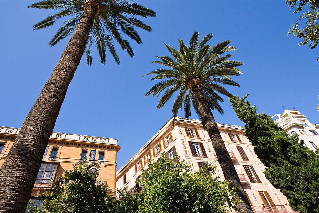 Palmen im Jardins March unter blauem Himmel, Carrer dels Paraires, Palma, Mallorca, Spanien, Europa