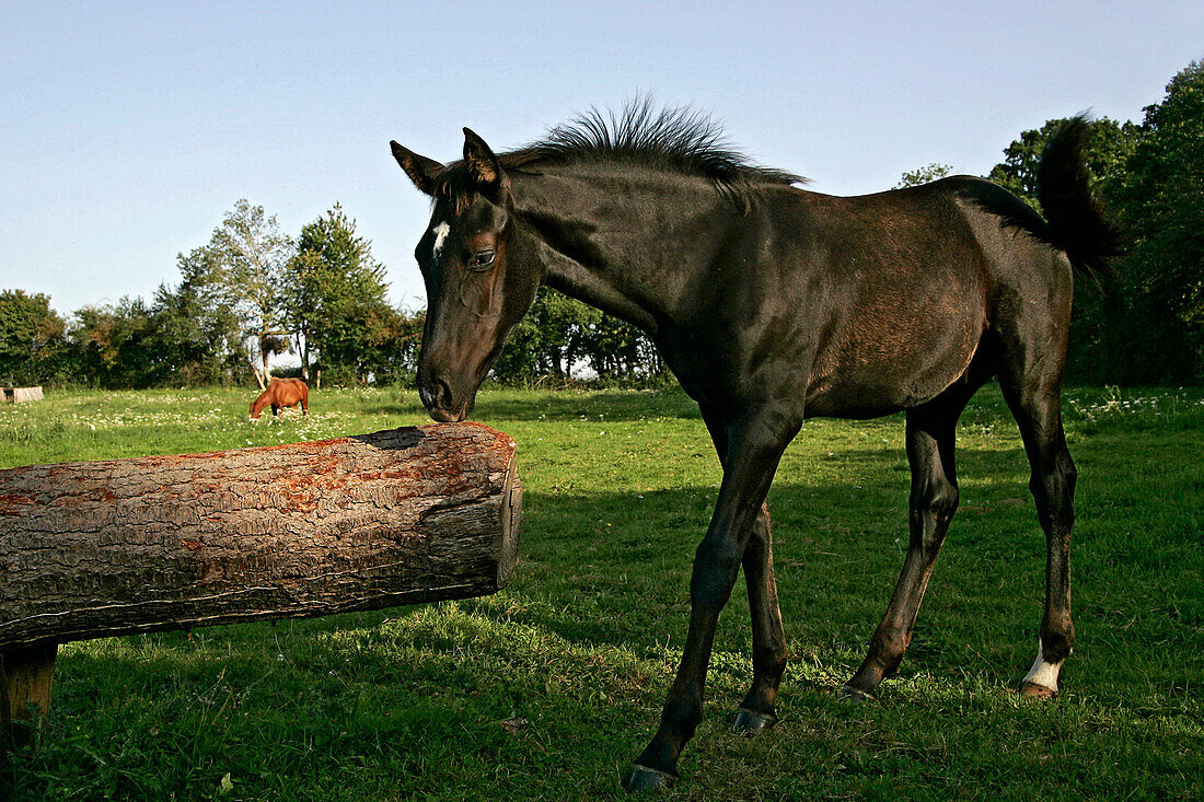 L'Etrier Equestrian Center, Villebret, Allier (03), France