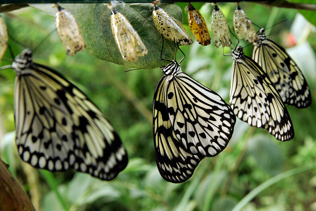 Butterfly Chrysalids 'Idea Leuconoe' Called The 'Handkerchief', House Of Tropical Butterflies, Naturospace, Honfleur, Calvados (14), Normandy, France