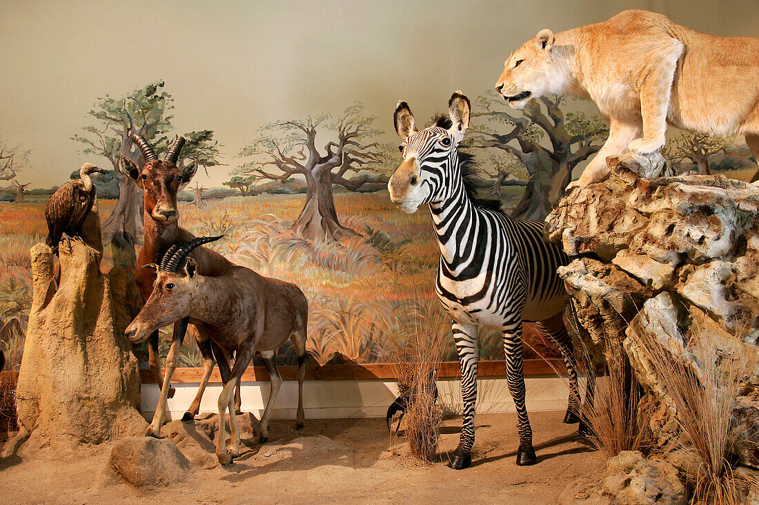 Wild Animals, Natural History Museum, Bourges, Cher (18), France