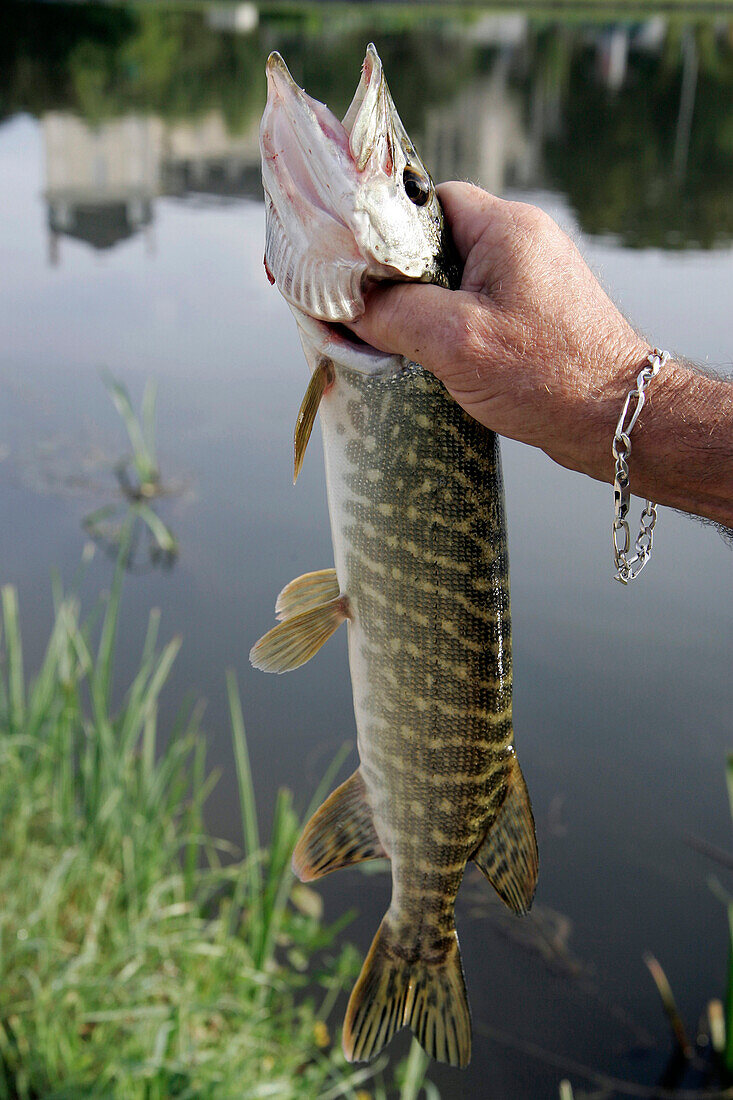 Pike, The Marshes, Bourges, Cher (18), France