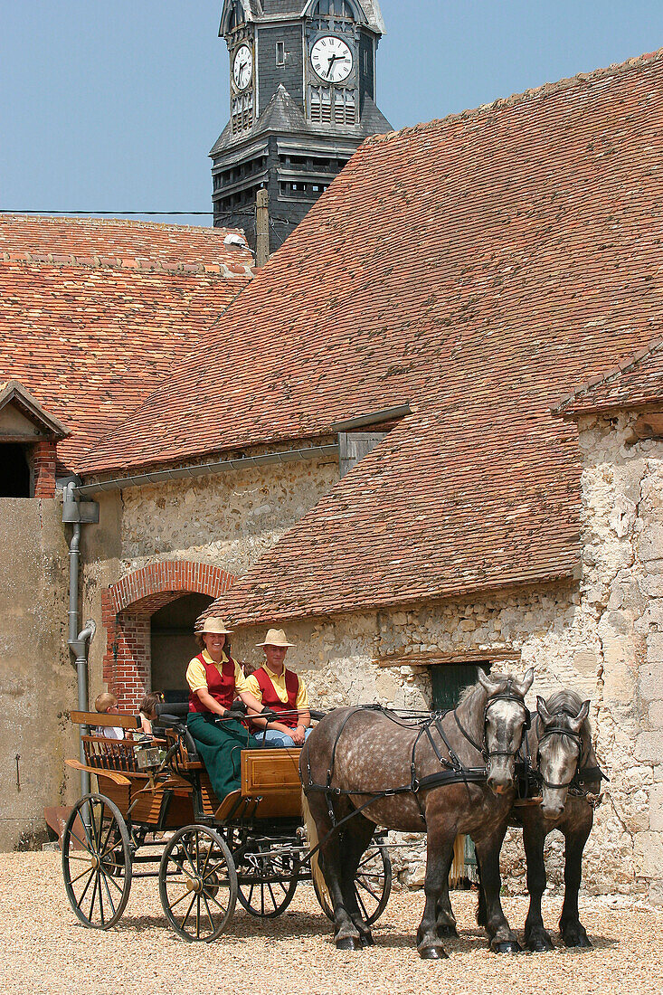 Harnessing Of Percheron Draught Horses, Beville-Le-Comte, The Wheat Route, Eure-Et-Loir (28), France