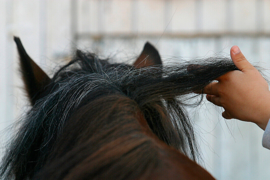 Preparing The Ponies, Montigny-Sur-Avre Horse Farm, Eure-Et-Loir (28), France