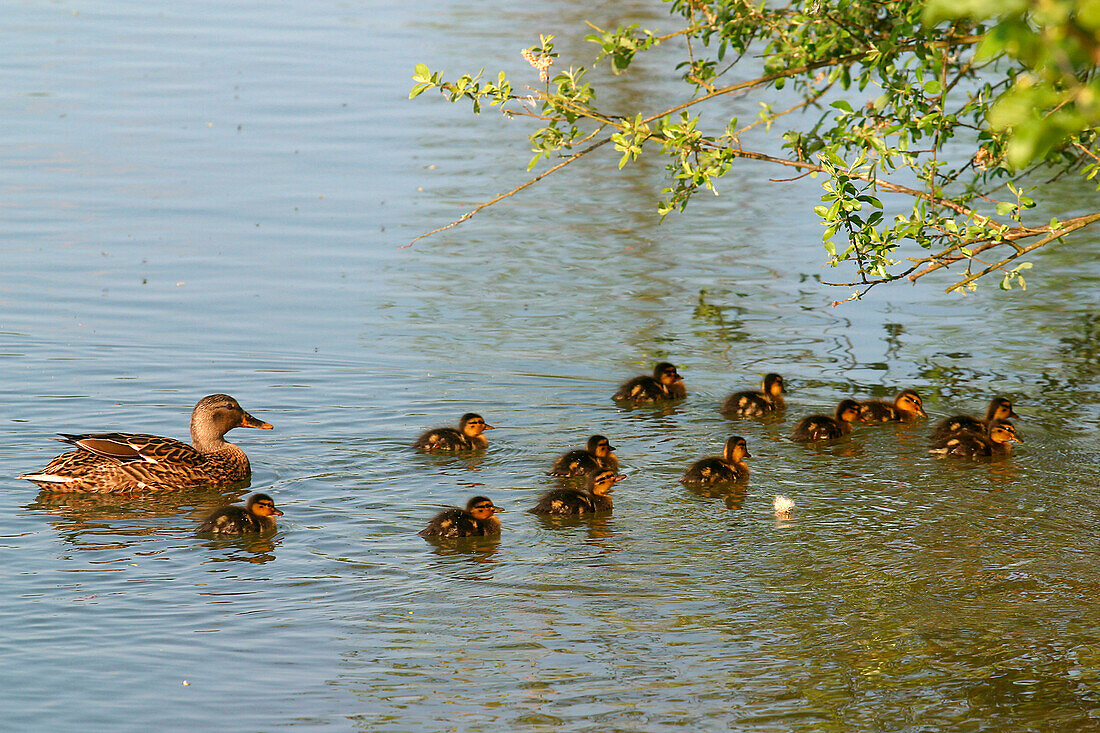 A Duck And Its Ducklings, The Lake Of Lormaye, Eure-Et-Loir (28), France