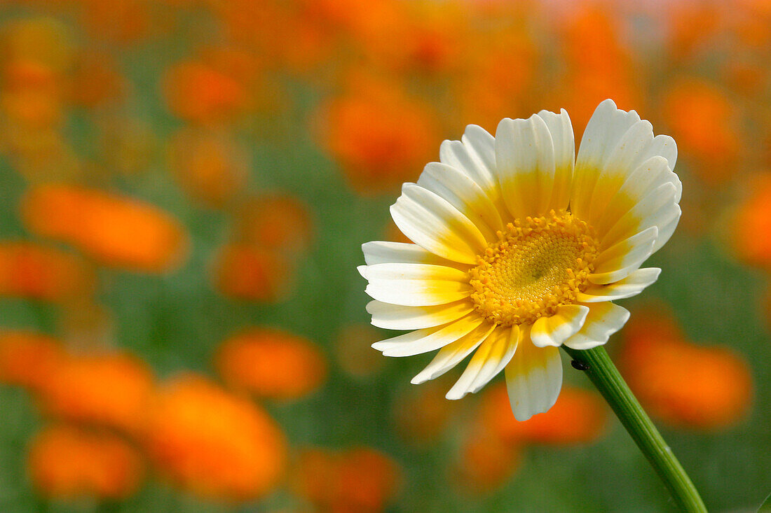 Chrysanthemums, Edible Flowers, Tremblay-Les-Villages, Eure-Et-Loir (28), France