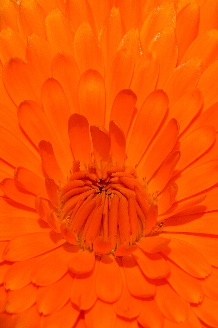 Marigolds, Edible Flowers, Tremblay-Les-Villages, Eure-Et-Loir (28), France