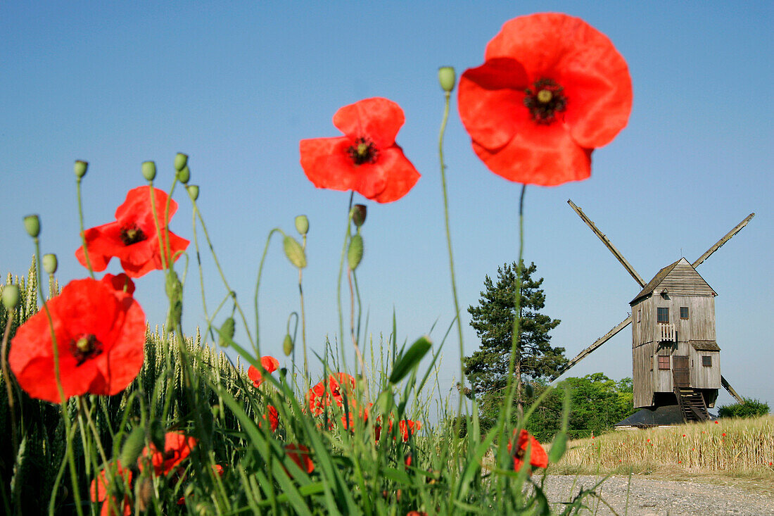 Windmill Next To A Field Of Poppies, Ymonville, Eure-Et-Loir (28), France