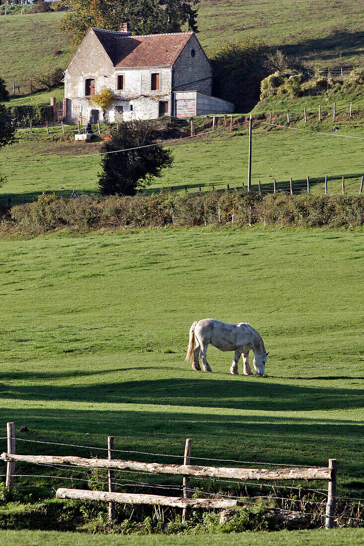 Percheron Horse In Front Of The Farm, Percheron Horse Farm, Nogent-Le-Rotrou, Eure-Et-Loir (28), France