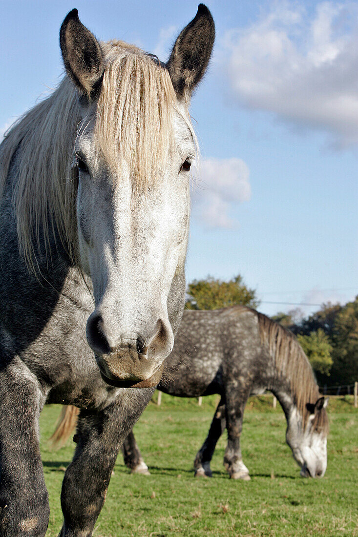 Dappled Percheron Horse, Percheron Horse Farm, Nogent-Le-Rotrou, Eure-Et-Loir (28), France