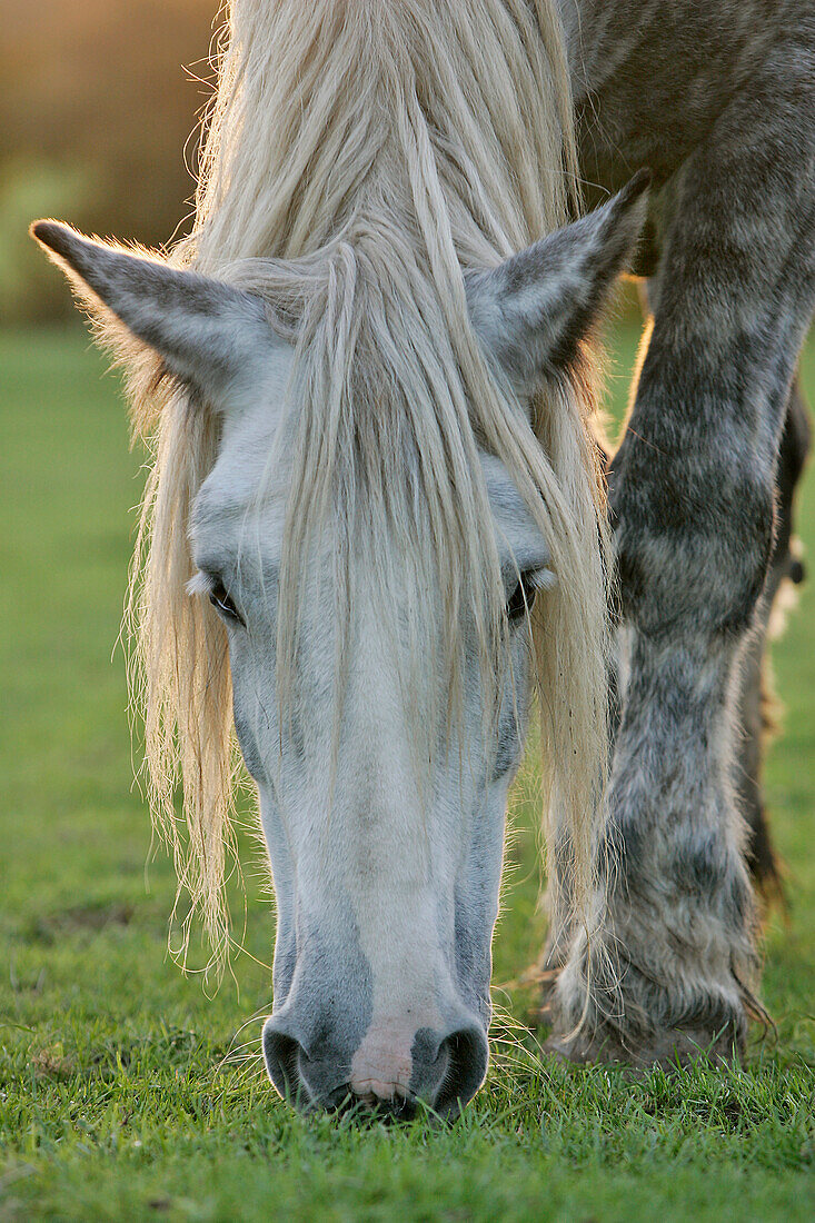 Percheron Horse Farm, Nogent-Le-Rotrou, Eure-Et-Loir (28), France