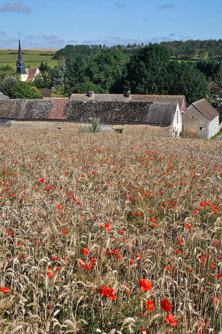 Wheat Fields In Front Of The Village Of Rouvres, Eure-Et-Loir (28), France