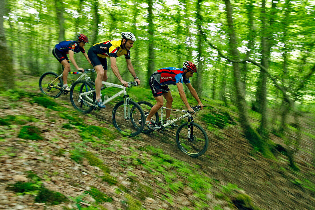 Mountain Bike Ride In The Forest Of The Perche (Region Of Nogent-Le-Rotrou), Eure-Et-Loir (28), France