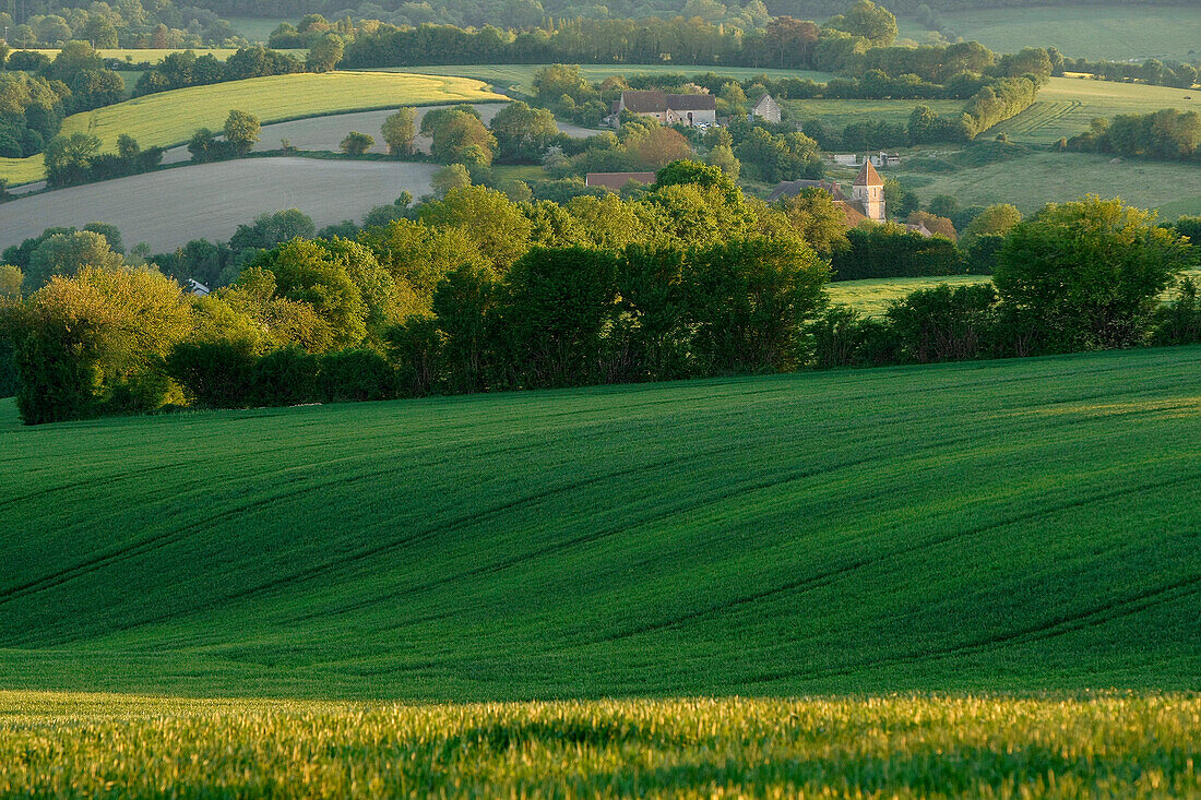 Wheat Fields And Bocages Of The Perche, Vicheres, Collines De Rougemont, Perche Near Nogent-Le-Rotrou, Eure-Et-Loir (28), France
