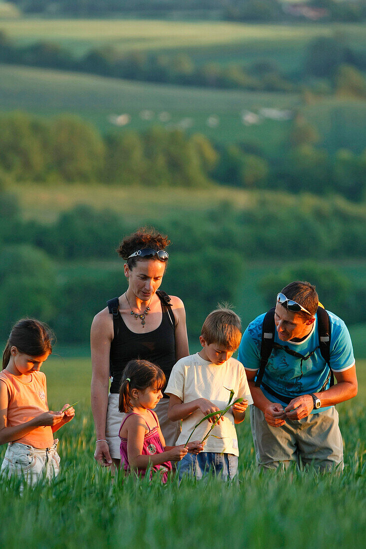Gathering Ears Of Wheat, Family Promenade In The Wheat Fields And Bocages Of The Perche, Collines De Rougemont, Perche Near Nogent-Le-Rotrou, Eure-Et-Loir (28), France