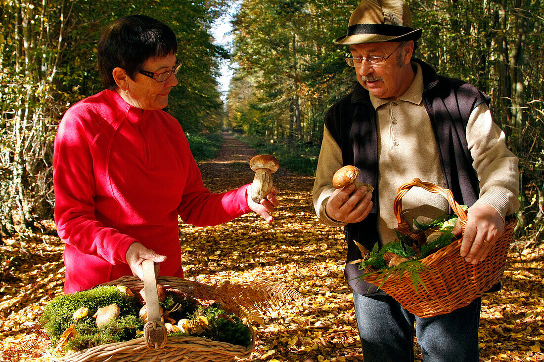 Mushroom Gatherers In The Forest Of Senonches, Eure-Et-Loir (28), France