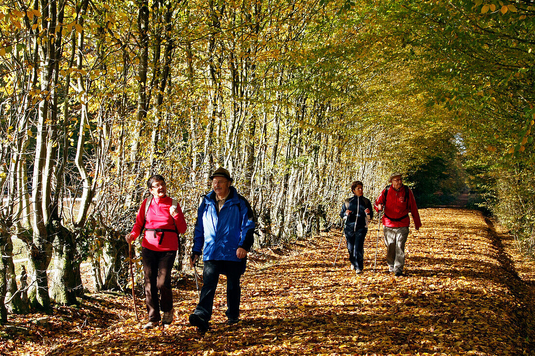 Walkers On A Carpet Of Autumn Leaves In The Forest Of Senonches, Eure-Et-Loir (28), France
