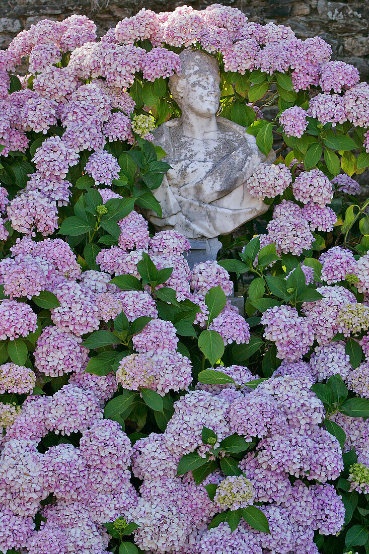 Hydrangea And Statue, Malouiniere De Montmarin, Pleurtuit, Ille-Et-Vilaine (35), France