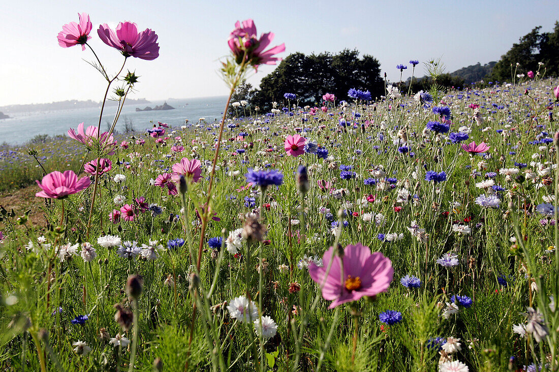 La Briantais Park, Saint-Servan, Saint-Malo, Ille-Et-Vilaine (35), France