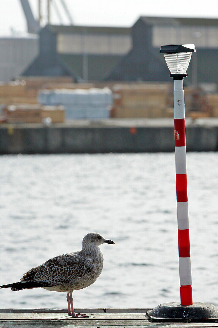 Seagull In Front Of The Commercial Port, Saint-Malo, Ille-Et-Vilaine (35), France