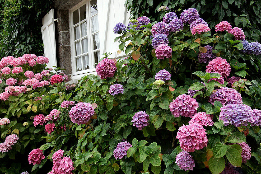 Hydrangeas Of Brittany, Hotel Of The Maisons De Bricourt, An Olivier Rollinger Establishment, Cancale, Ille-Et-Vilaine (35), France