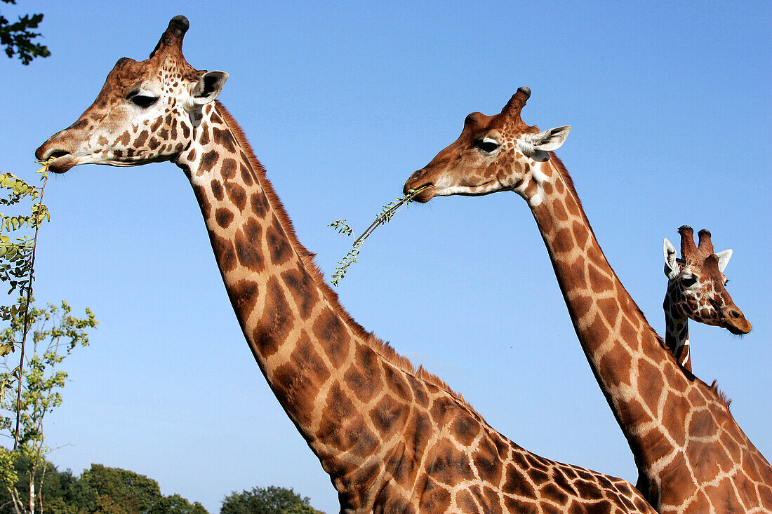 Giraffes, Beauval Zoo, Saint-Aignan, Loir-Et-Cher (41), France