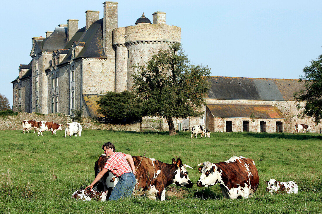 Normandy Cow And Its Calf In Front Of The Chateau De Crosville-Sur-Douve, Manche (50), France