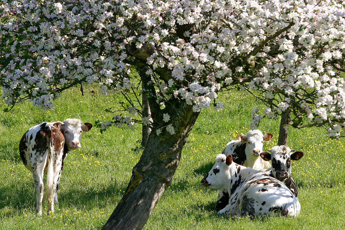 Cows Resting In The Shade Of Flowering Apple Trees, Typical Normandy Landscape, Essay, Orne (61), Normandy, France