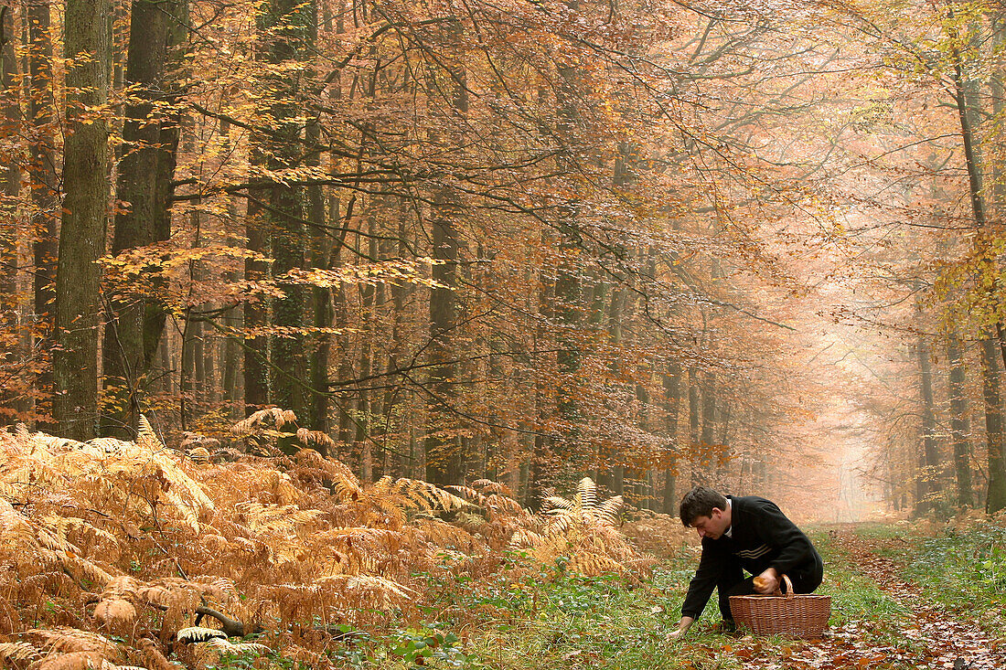 Gathering Mushrooms In Autumn, Orne (61), Normandie, France