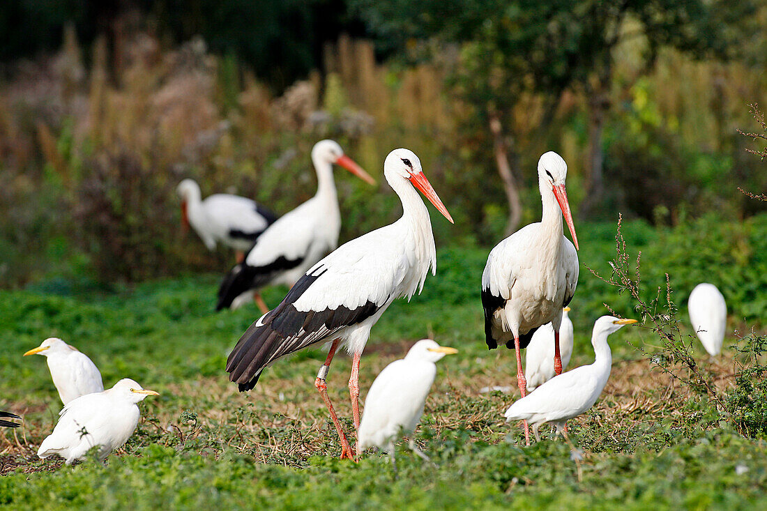 Storks, Stork And Otter Conservation Center, Hunawihr, Haut-Rhin (68), Alsace, France
