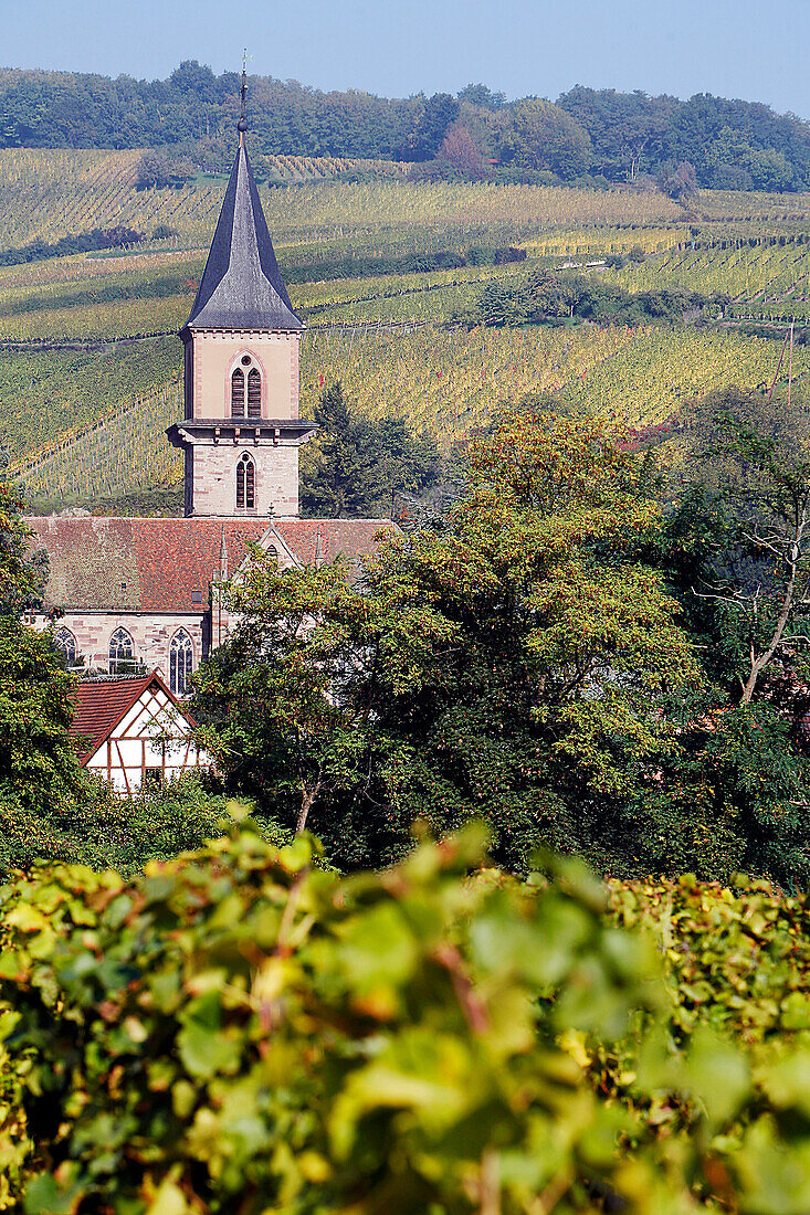 Grapevine And Alsatian Vineyard, The Alsatian Wine Road, Ribeauville, Haut-Rhin (68), Alsace, France