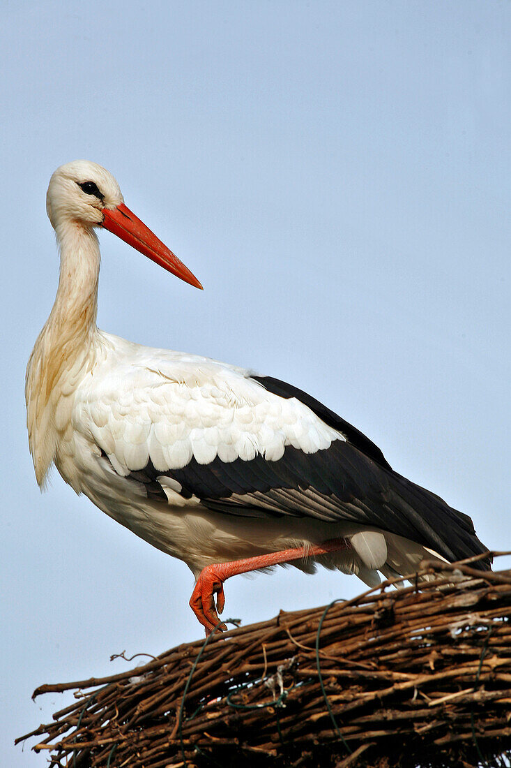 Storks, Stork And Otter Park, Hunawihr, Haut-Rhin (68), Alsace, France