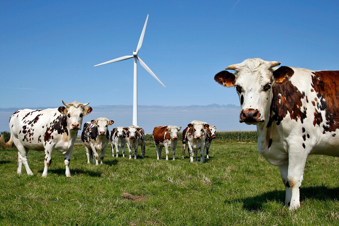 Herd Of Normandy Cows In Front Of The Wind Turbines On The Heights Of Fecamp, Normandy