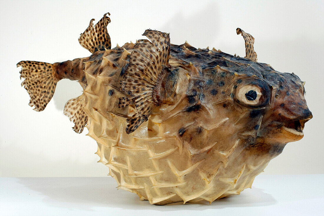 Porcupine Fish, Museum Of Natural History, Le Havre, Seine-Maritime (76), Normandy, France