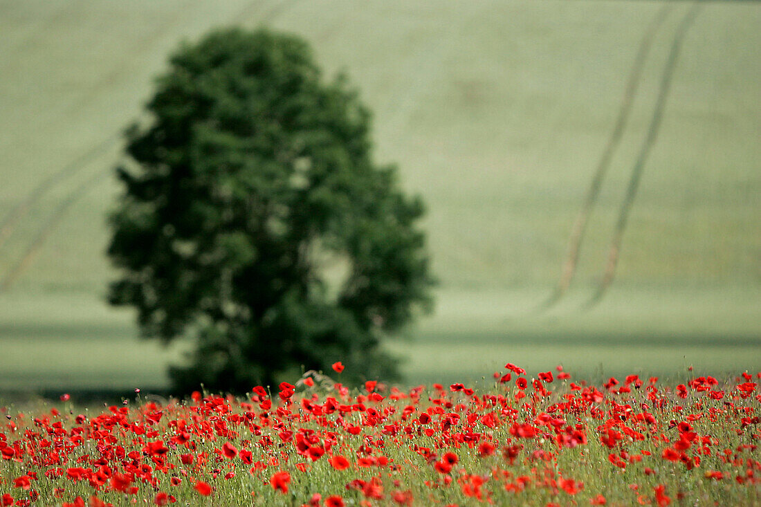 Fields Of Poppies In A Burgundy Landscape, Yonne (89), Bourgogne, France