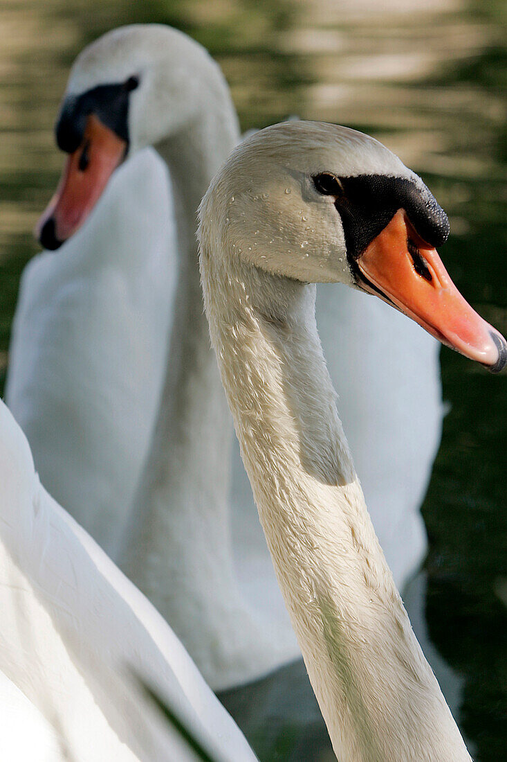 Swans On The Burgundy Canal, Yonne, Yonne (89), Bourgogne, France