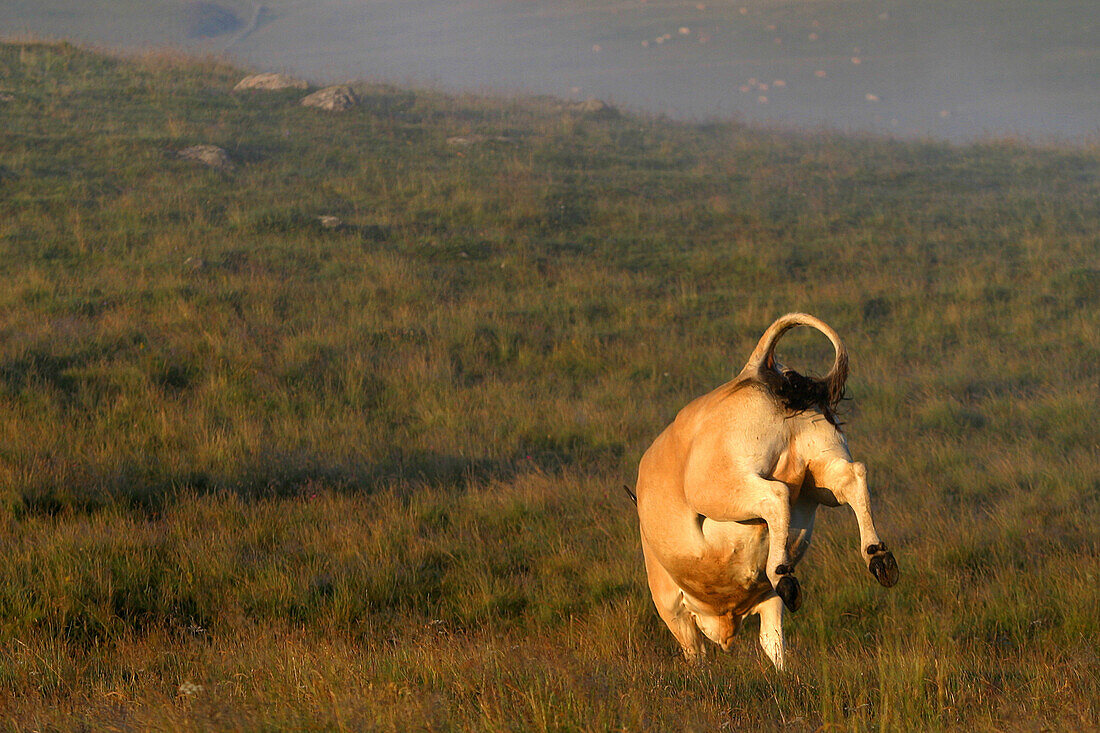 Aubrac Cow In Summer Pasture, Aveyron (12)