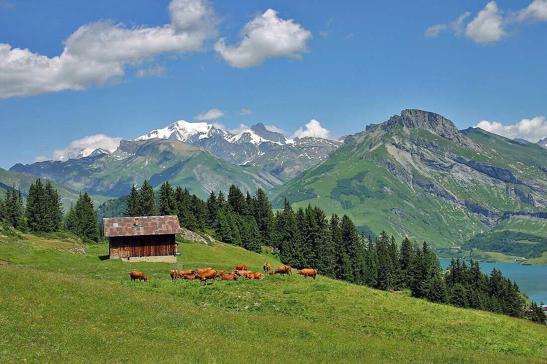 Herd Of Tarentaise Cows At The Roseland Lake With The Mont Blanc Chain In The Background, Beaufortin