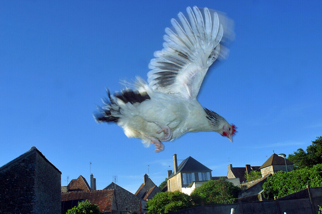 Susex Hen Flying Over Houses, Orne (61)