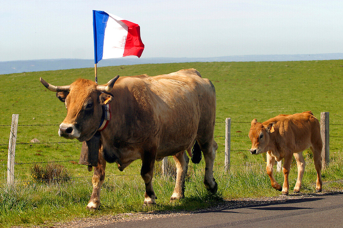 Transhumance Of Aubrac Cows, Aveyron (12)