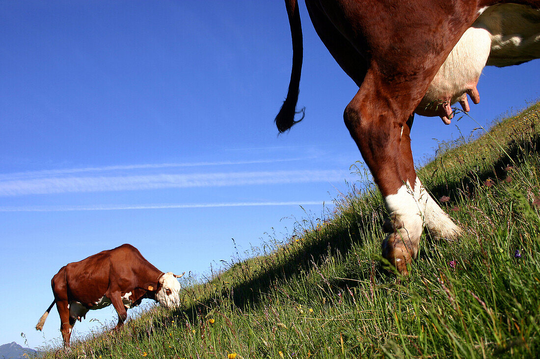 Abondance Cows In Alpine Pasture, Savoie (73)