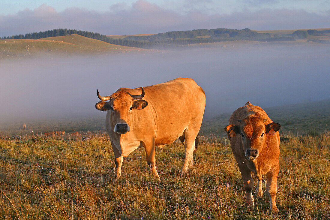 Aubrac Cow And Its Calf In The Fog, Aveyron (12)