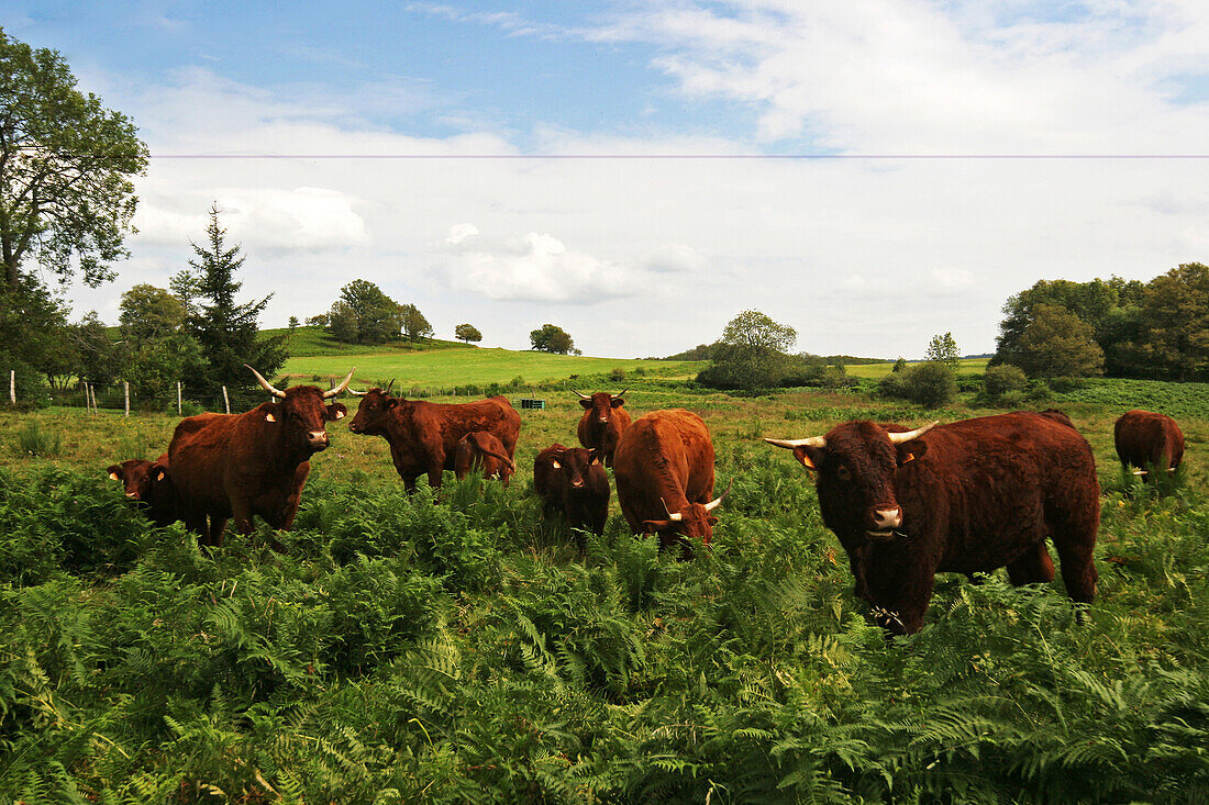 Salers Breed Cows In The Meadow, Cantal (15)