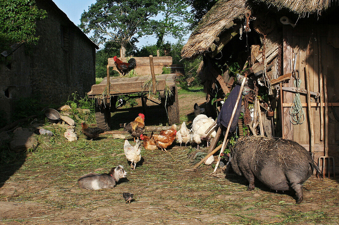 Farmyard At A Traditional Brittany Farm, Finistere (29), Brittany, France
