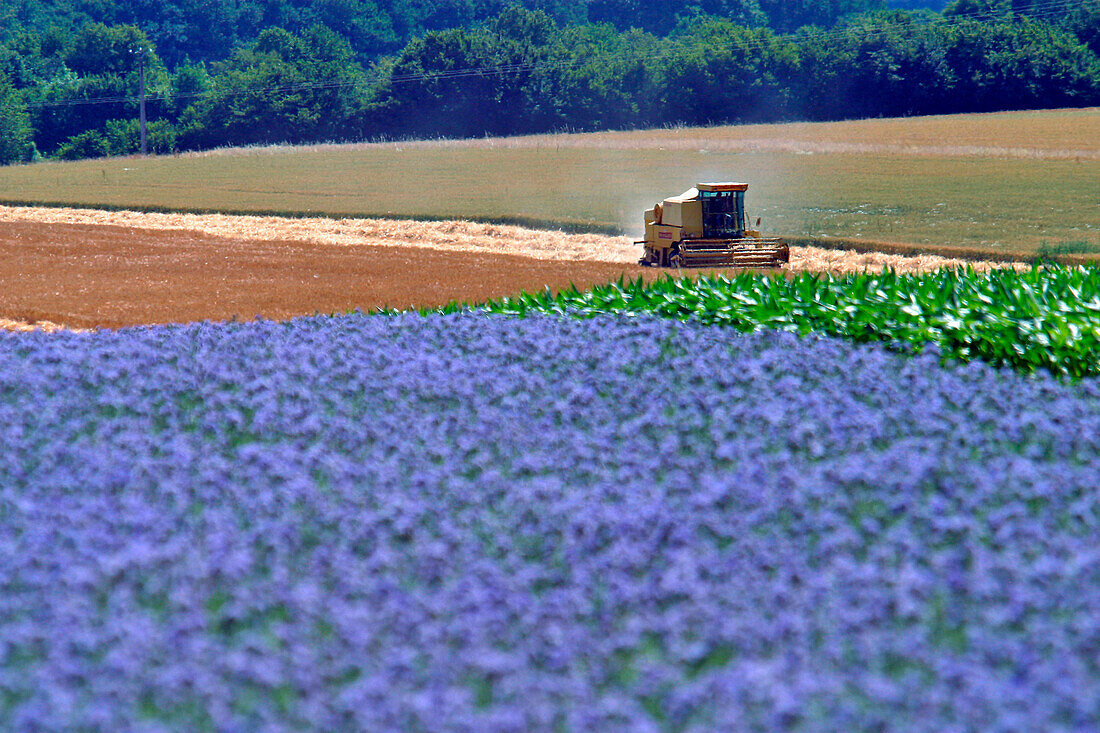 Wheat Harvest In Beauce