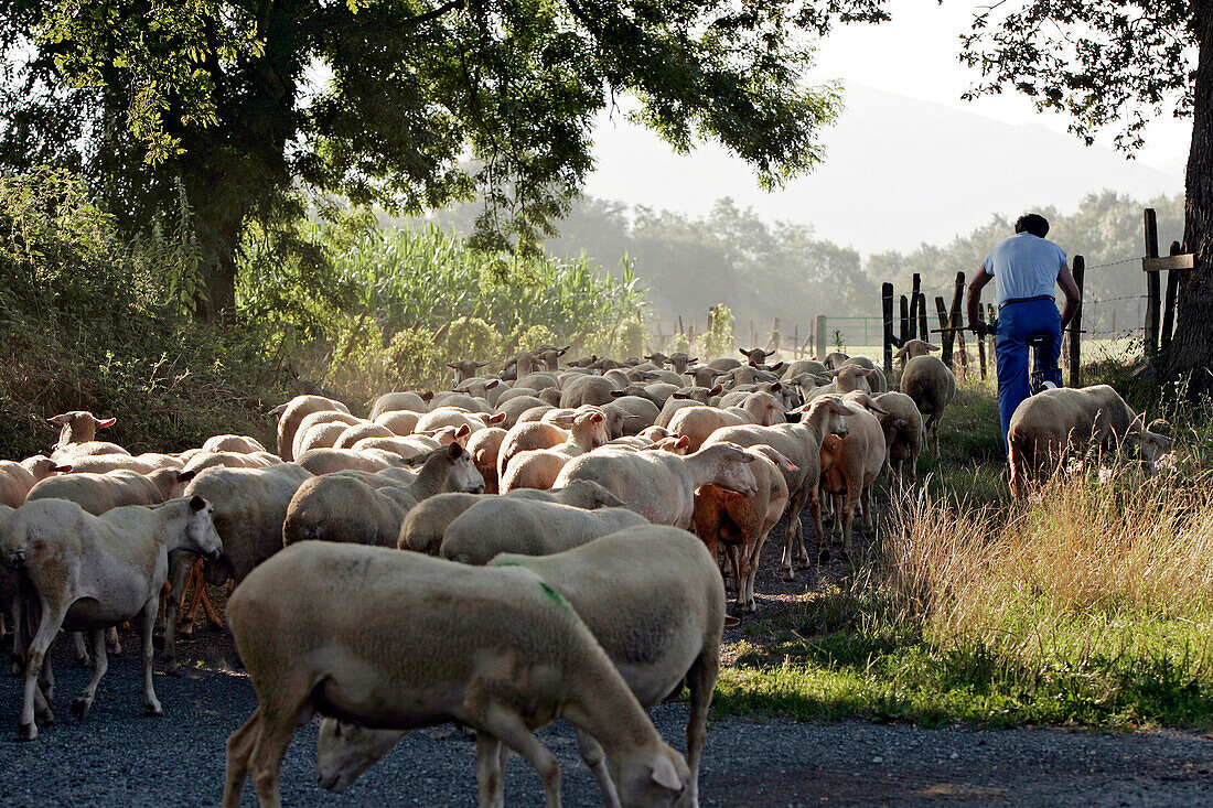 Shepherd And His Herd Of Sheep During The Transhumance, Pyrenees-Atlantiques (64), France