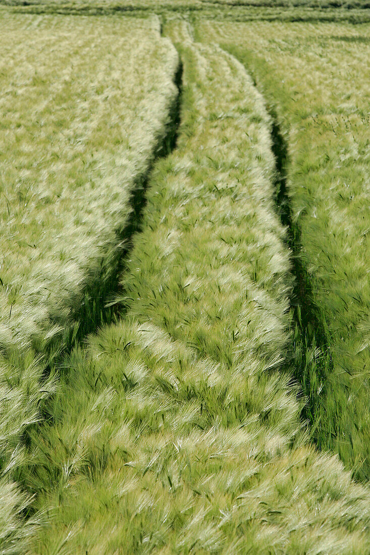 Barley Field, Beauce (28)
